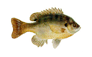 sunfish1