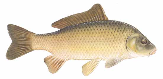 carpbig