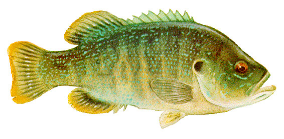 green-sunfish
