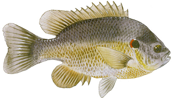 redear-sunfish