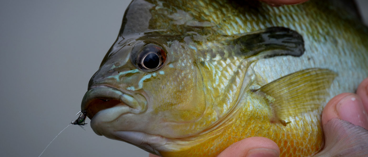 Living Waters Fly Fishing Fly Fishing Central Texas' Best Kept Secrets