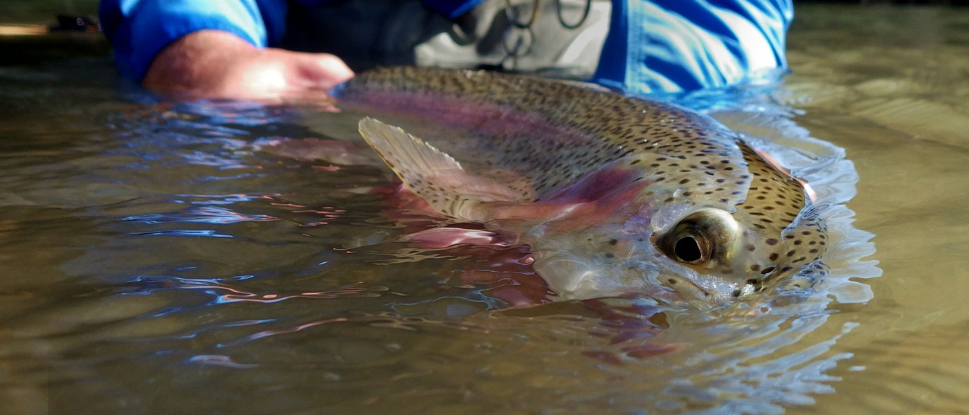 Guide Service Living Waters Fly Fishing