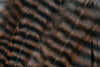 Metz Hackle Predator Pack Grizzly Brown