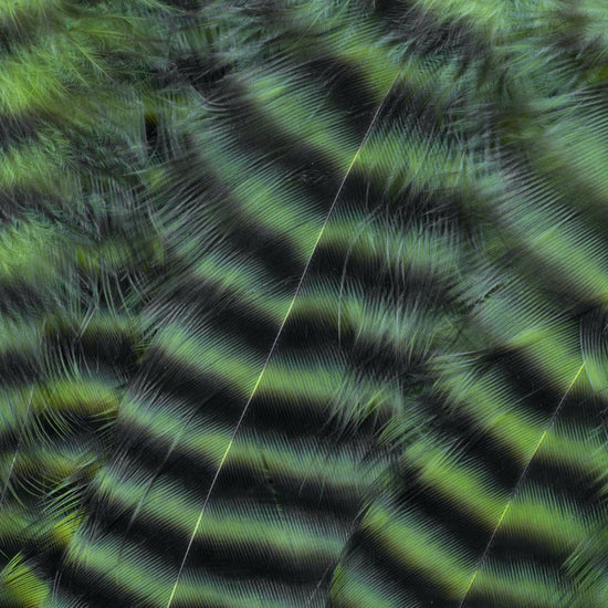 Metz Hackle Predator Pack Grizzly Chartreuse
