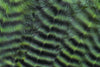 Metz Hackle Predator Pack Grizzly Chartreuse