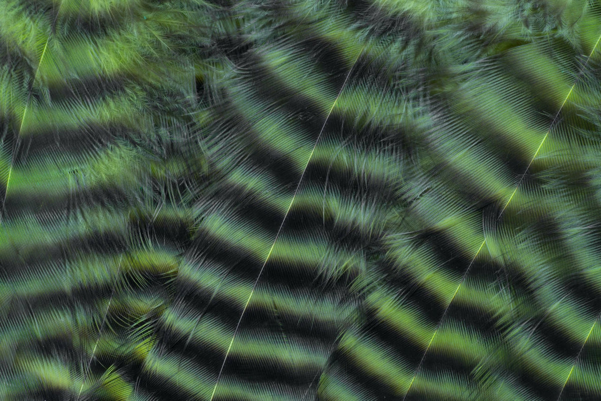Metz Hackle Predator Pack Grizzly Chartreuse