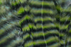 Metz Hackle Predator Pack Grizzly Olive