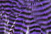Metz Hackle Predator Pack Grizzly Purple