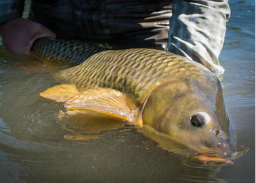 A large carp fish being held in shallow water by a person wearing dark waders, with the fish's scales and eye clearly visible.