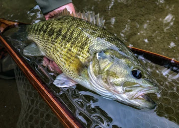A freshly caught Guadalupe bass fish resting on a clear plastic mesh tray with water inside, held by a person whose hand and arm are visible along with part of their green jacket. The background shows murky outdoor water.