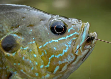 Close-up of a fish with iridescent blue and olive-green markings, shown in a natural outdoor setting with a fishing hook visible in its mouth.