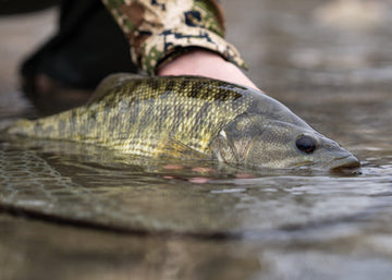 A freshly caught Guadalupe bass resting in shallow water, with a person's hand and camouflage sleeve holding it.