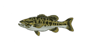 Living Waters Fly Fishing