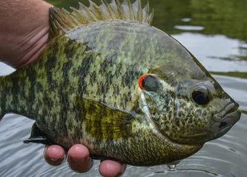 A freshly caught redear sunfish fish being held by a person's hand over rippling water.