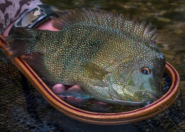 A freshly caught Rio Grande Cichlid with iridescent blue-green scales resting inside a Heart Wood Trade landing net held by a person in shallow water.
