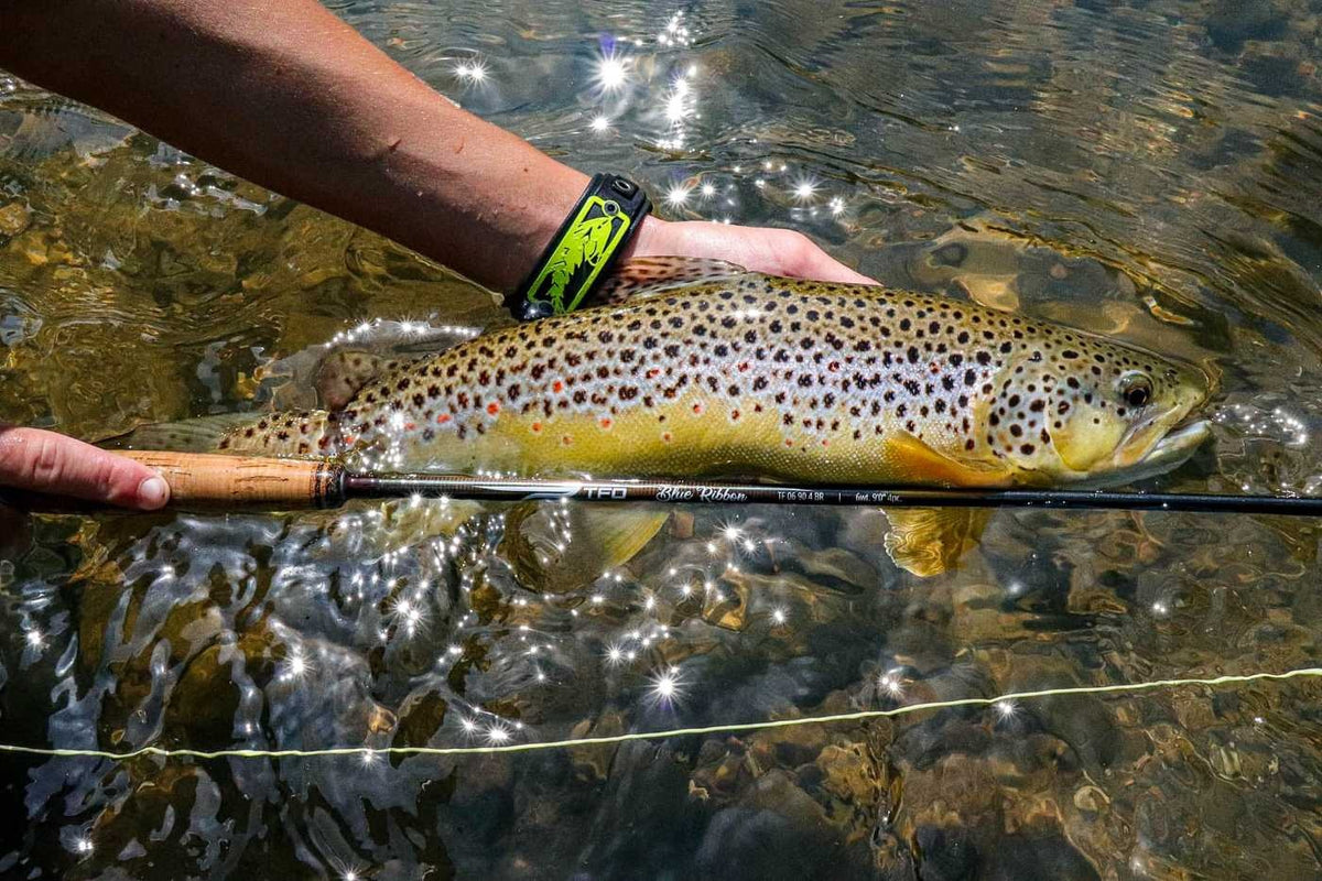 TFO Blue Ribbon Fly Rod