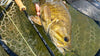 TFO Solution Fly Rod