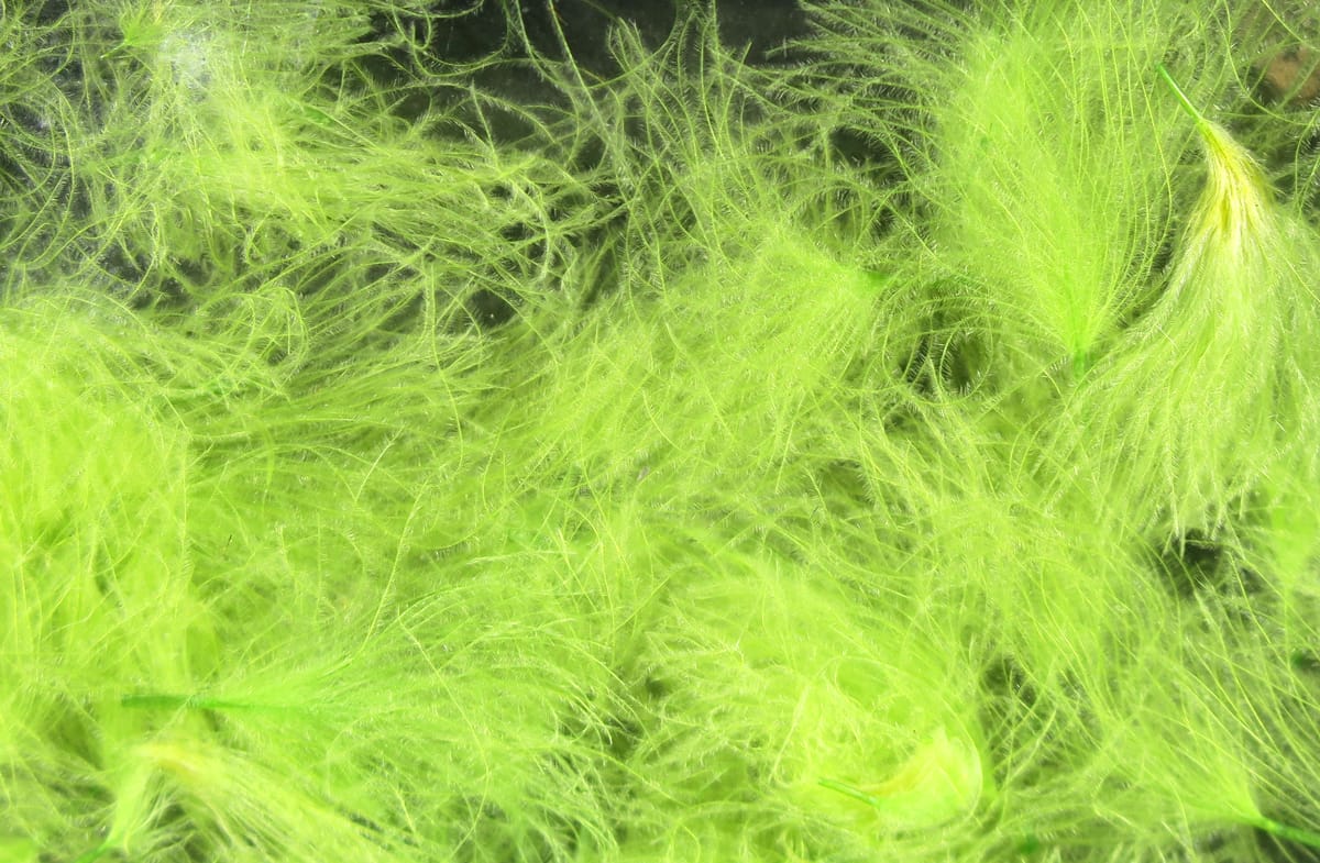 Hareline CDC Oiler Puffs PMD