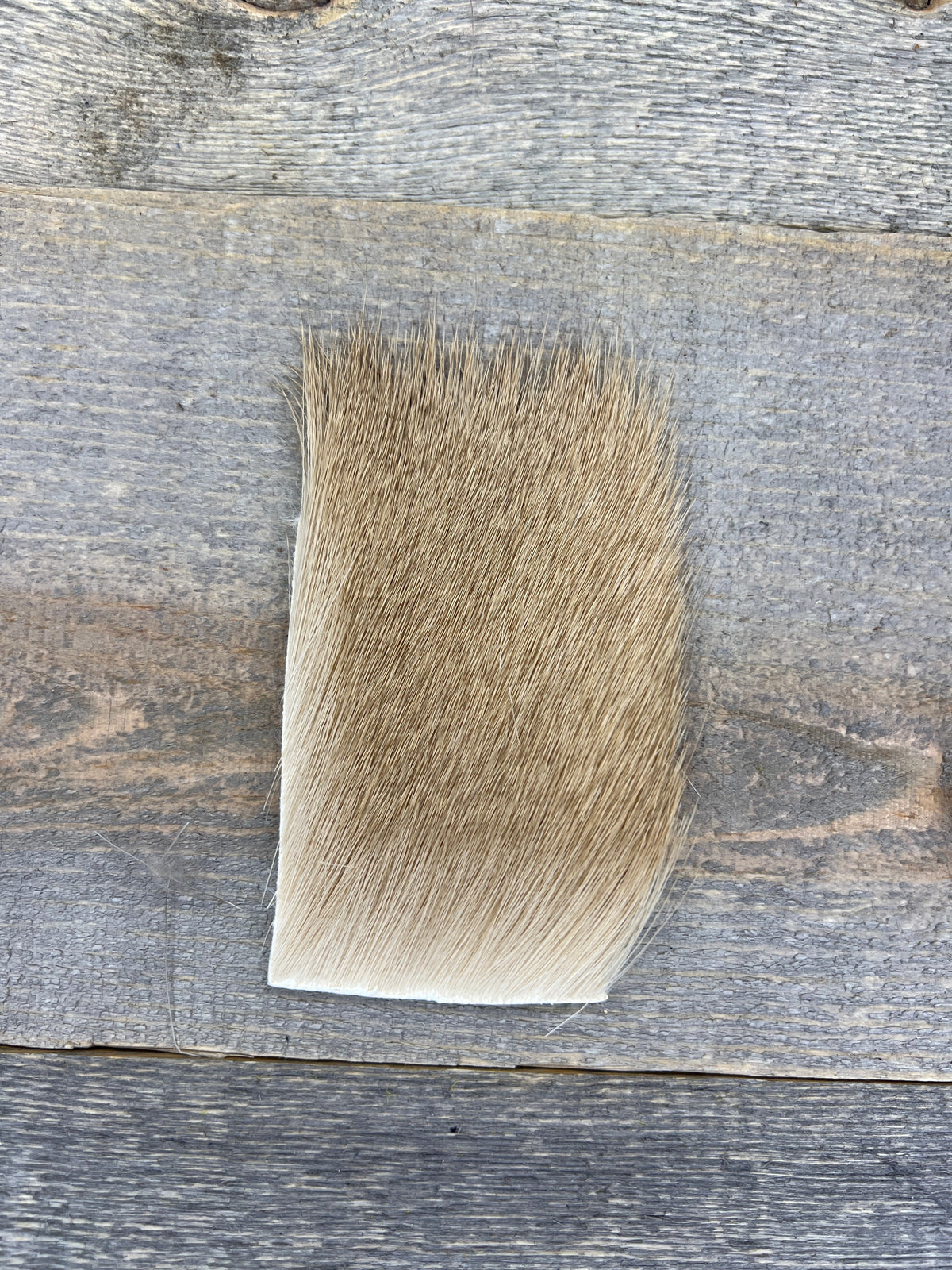 Short & Fine Deer Body Hair Ash
